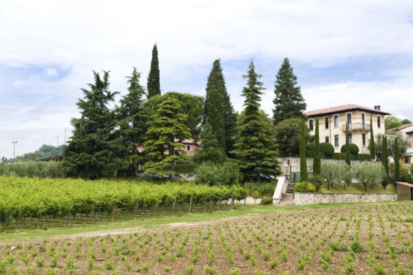 MASI_BOSCARINI